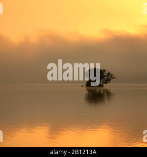 Petite île au lever du soleil et au brouillard matinal, Edersee, Edertalsperre, Hessen, Allemagne Banque D'Images