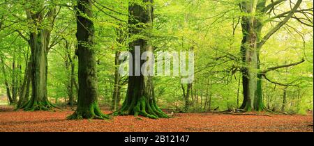 D'immenses arbres de hêtre anciens Hutewald, Sababurg Primeval Forest, Reinhardswald, Hesse, Allemagne Banque D'Images