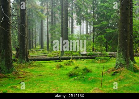 Une nature sauvage immaculée dans la forêt de Hochharz, l'épinette, les arbres tombés et le sol couvert de mousse, le parc naturel de Harz, la Basse-Saxe, Allemagne Banque D'Images