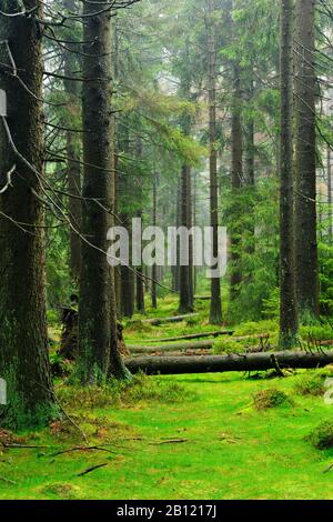 Une nature sauvage immaculée dans la forêt de Hochharz, l'épinette, les arbres tombés et le sol couvert de mousse, le parc naturel de Harz, la Basse-Saxe, Allemagne Banque D'Images