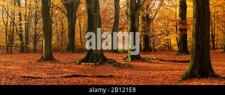 D'immenses arbres de hêtre anciens dans une ancienne forêt de huttes aux couleurs de l'automne, Sababurg Primeval Forest, Reinhardswald, Hesse, Allemagne Banque D'Images