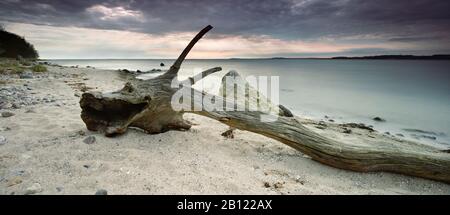 Driftwood sous la forme d'un dragon sur la plage de la péninsule de Mönchgut, Réserve de biosphère de Rügen Sud-est, île de Rügen, Mecklembourg-Poméranie occidentale, Allemagne Banque D'Images