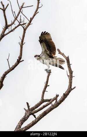 Une oproie (Pandion halietus) s'équilibre sur un arbre mort lors d'une journée très venteuse dans la réserve naturelle nationale de l'île Merritt, en Floride, aux États-Unis. Banque D'Images