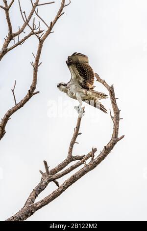 Une oproie (Pandion halietus) s'équilibre sur un arbre mort lors d'une journée très venteuse dans la réserve naturelle nationale de l'île Merritt, en Floride, aux États-Unis. Banque D'Images