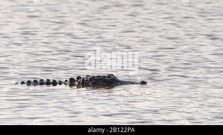 Alligator américain (Alligator missippiensis) dans l'eau de Floride, aux États-Unis. Banque D'Images