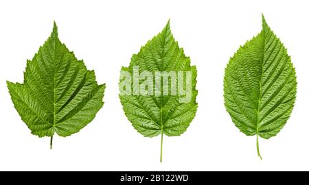 Feuilles de framboisier isolé sur fond blanc Banque D'Images