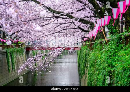 Des cerisiers en fleurs longent la rivière Meguro à Tokyo, au Japon Banque D'Images