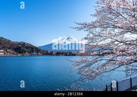 La montagne Fuji et cerisiers en fleurs au printemps, le Japon. Banque D'Images