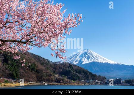 La montagne Fuji et cerisiers en fleurs au printemps, le Japon. Banque D'Images