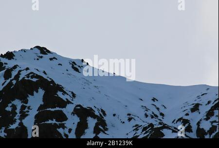 Léopard des neiges (Panthera uncia) marchant dans la vallée de Rumbak. Parc national de Hemis. Ladakh, Himalaya. Inde Banque D'Images