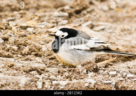 Queue de cheval blanche , motacilla alba personata, vallée de Rumbak. Parc national de Hemis. Ladakh, Himalaya, Inde Banque D'Images