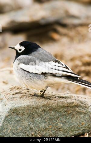 Queue de cheval blanche , motacilla alba personata, vallée de Rumbak. Parc national de Hemis. Ladakh, Himalaya, Inde Banque D'Images