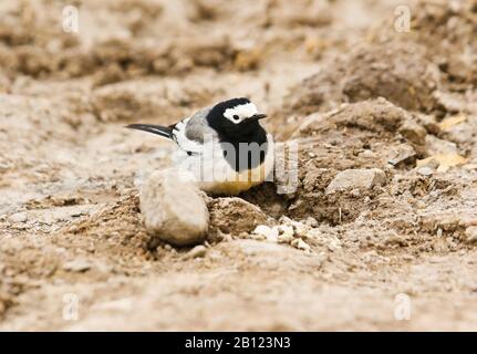 Queue de cheval blanche , motacilla alba personata, vallée de Rumbak. Parc national de Hemis. Ladakh, Himalaya, Inde Banque D'Images