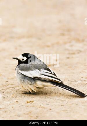 Queue de cheval blanche , motacilla alba personata, vallée de Rumbak. Parc national de Hemis. Ladakh, Himalaya, Inde Banque D'Images