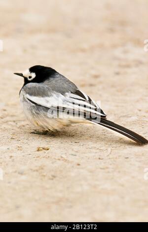 Queue de cheval blanche , motacilla alba personata, vallée de Rumbak. Parc national de Hemis. Ladakh, Himalaya, Inde Banque D'Images