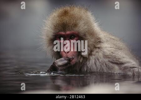 Une macaque japonaise bénéficie d'un printemps chaud.Jigokudani Yaen-koen a été ouvert en 1964 et il est connu pour être le seul endroit au monde où les singes se baignent dans des sources chaudes. Le Jigokudani Yaen-koen (850 mètres d'altitude) est situé dans la vallée de la rivière Yokoyu, à partir de Shiga-Kogen du parc national Joshinetsu-Kogen, dans la partie nord de la préfecture de Nagano. Banque D'Images