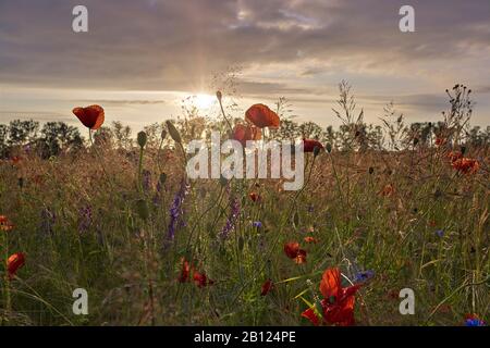 Champ avec des coquelicots au coucher du soleil à Mirow, Mecklembourg-Poméranie occidentale, Allemagne Banque D'Images