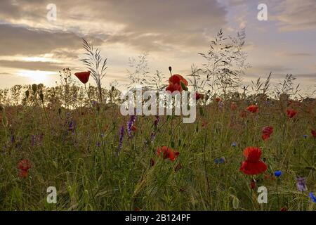 Champ avec des coquelicots au coucher du soleil à Mirow, Mecklembourg-Poméranie occidentale, Allemagne Banque D'Images