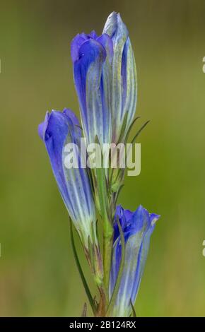 Marsh Gentian, Gentiana pneumonanthe, en fleur sur une terre de bruyère humide. Automne. Banque D'Images