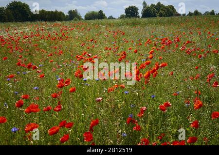 Champ avec des coquelicots et des fleurs de maïs, Freyenstein, Brandebourg, Allemagne Banque D'Images