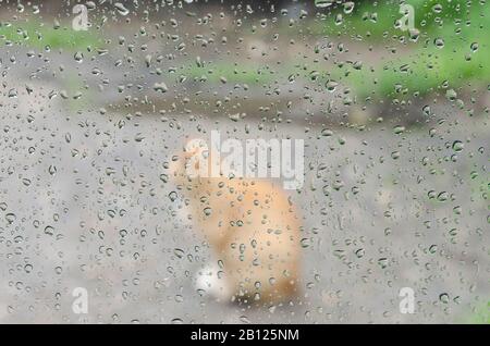 Gouttes de pluie sur la fenêtre de verre avec contour d'un chat Banque D'Images