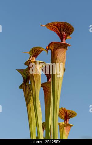 Sarracenia flava var. Atropurpurea en culture Banque D'Images