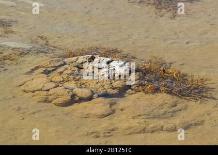 Stromatolith Au Lac Thetis, Cervantes, Australie Occidentale Banque D'Images