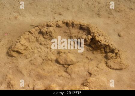 Stromatolith Au Lac Thetis, Cervantes, Australie Occidentale Banque D'Images