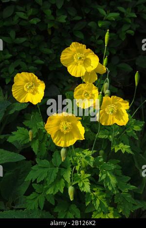 Fleurs jaunes de coquelicot gallois, Meconopsis cambrica, dans le jardin du Pays de Galles du Nord où il s'auto graines librement. Banque D'Images