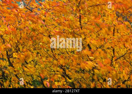 Feuilles de cerise soufflant en automne vent. Cerise parfumée japonaise Prunus serrulata JO-nioi Banque D'Images