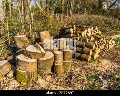 Pile de grumes de peuplier fraîchement coupées séchant avant d'être utilisée pour le combustible domestique - Touraine, France. Banque D'Images