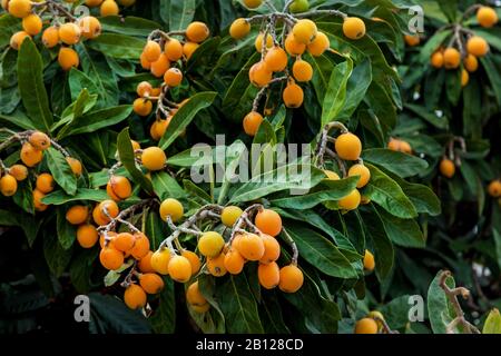 Un grand arbre de kumquat avec beaucoup de fruits orange sur les branches vertes. Banque D'Images