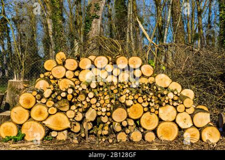 Pile de grumes de peuplier fraîchement coupées séchant avant d'être utilisée pour le combustible domestique - Touraine, France. Banque D'Images