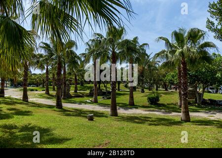Une belle vue d'une zone verte sur l'arrière-plan d'un ciel bleu. Une ruelle pavée de pierre avec des palmiers en journée ensoleillée. Banque D'Images
