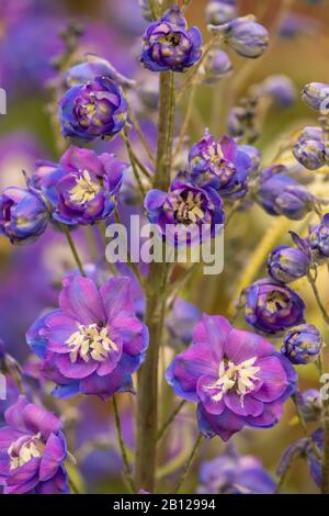 Section de fleurs et étamines bleues Banque D'Images