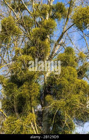 Petits pains de Mistletoe européen (album Viscum) sur les peupliers - Touraine, France. Banque D'Images