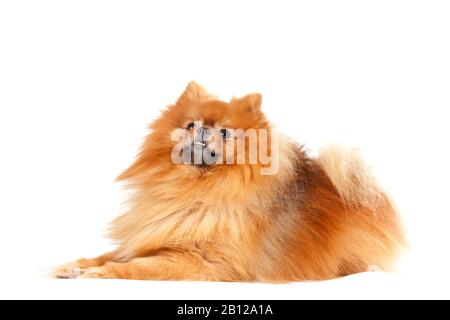 Joli chien pomeranien allongé sur fond blanc Banque D'Images