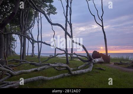 La forêt des fantômes Nienhagen avec coucher du soleil, Börgerende-rethwisch, Mecklenburg-Vorpommern, Allemagne Banque D'Images