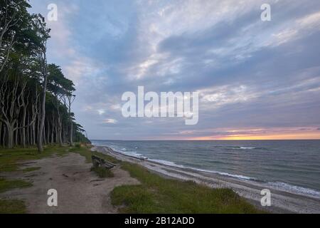 La forêt des fantômes Nienhagen avec coucher du soleil, Börgerende-rethwisch, Mecklenburg-Vorpommern, Allemagne Banque D'Images