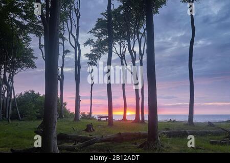 La forêt des fantômes Nienhagen avec coucher du soleil, Börgerende-rethwisch, Mecklenburg-Vorpommern, Allemagne Banque D'Images