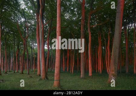 La forêt des fantômes Nienhagen avec coucher du soleil, Börgerende-rethwisch, Mecklenburg-Vorpommern, Allemagne Banque D'Images