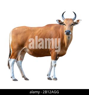 Banteng, Tembadau ou Bos Javanicus isolé sur fond blanc, le bétail sauvage brun féminin debout et regardant vers le dos est un mammifère sauvage Banque D'Images