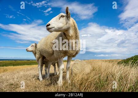 Moutons sur la digue sur l'île de Fehmarn, Allemagne Banque D'Images