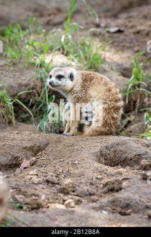 Portrait de meerkat femme caché son bébé avec un fond flou Banque D'Images