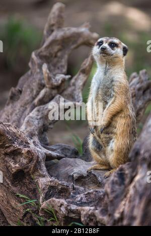 Portrait d'une seule méerkat ou d'un seul suricate debout avec un fond flou, animal indigène africain, petit carnivore appartenant à la famille de la monoie Banque D'Images