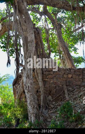 Les racines d'un vieux banyan Tree s'enveloppent soigneusement autour d'une petite structure en briques au fort Bhangarh du XVIIe siècle dans le village d'Alwar, Rajasthan, en Inde Banque D'Images