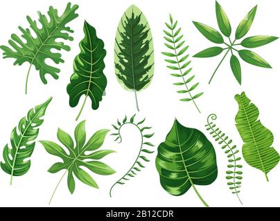 Feuilles tropicales. Feuilles tropicales exotiques, forêt tropicale botanique et tropiques Voyage feuilles de peinture Caricature vecteur isolé illustration set Illustration de Vecteur
