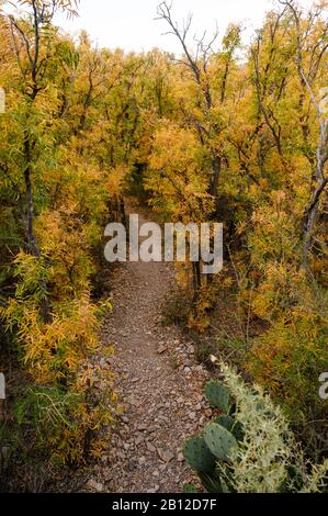 Automne couleur le long d'un sentier près de Sam Nail Ranch dans le parc national de Big Bend Banque D'Images