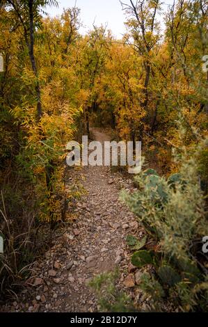 Automne couleur le long d'un sentier près de Sam Nail Ranch dans le parc national de Big Bend Banque D'Images