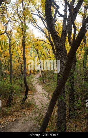 Automne couleur le long d'un sentier près de Sam Nail Ranch dans le parc national de Big Bend Banque D'Images